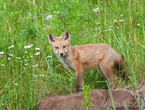 14  DJ438--Red-Fox-on-Reddish-Rock--Pan-(2).jpg